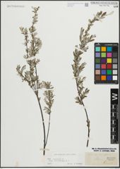 Foto von Salix repens subsp. incubacea (L.) A. Neumann